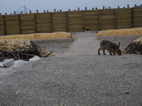 Lapin sur un écopont