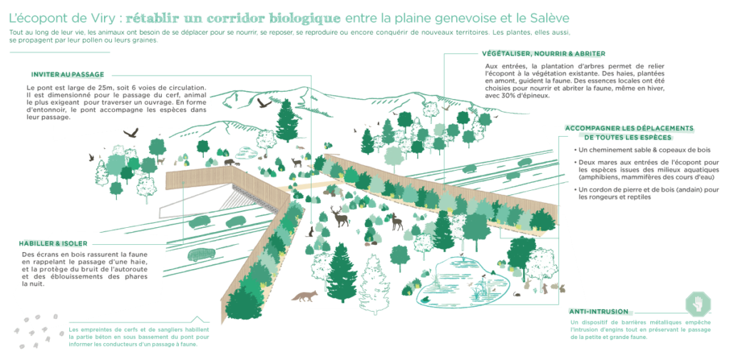 HABILLER & ISOLER : Des écrans en bois rassurent la faune en rappelant le passage d’une haie, et la protège du bruit de l’autoroute et des éblouissements des phares la nuit. / VÉGÉTALISER, NOURRIR & ABRITER : Aux entrées, la plantation d’arbres permet de relier l’écopont à la végétation existante. Des haies, plantées en amont, guident la faune. Des essences locales ont été choisies pour nourrir et abriter la faune, même en hiver, avec 30 % d’épineux. / INVITER AU PASSAGE : Le pont est large de 25m, soit 6 voies de circulation. Il est dimensionné pour le passage du cerf, animal le plus exigeant pour traverser un ouvrage. En forme d’entonnoir, le pont accompagne les espèces dans leur passage. / ACCOMPAGNER LES DÉPLACEMENTS DE TOUTES LES ESPÈCES : Un cheminement sable & copeaux de bois • Deux mares aux entrées de l’écopont pour les espèces issues des milieux aquatiques (amphibiens, mammifères des cours d’eau) • Un cordon de pierre et de bois (andain) pour les rongeurs et reptiles